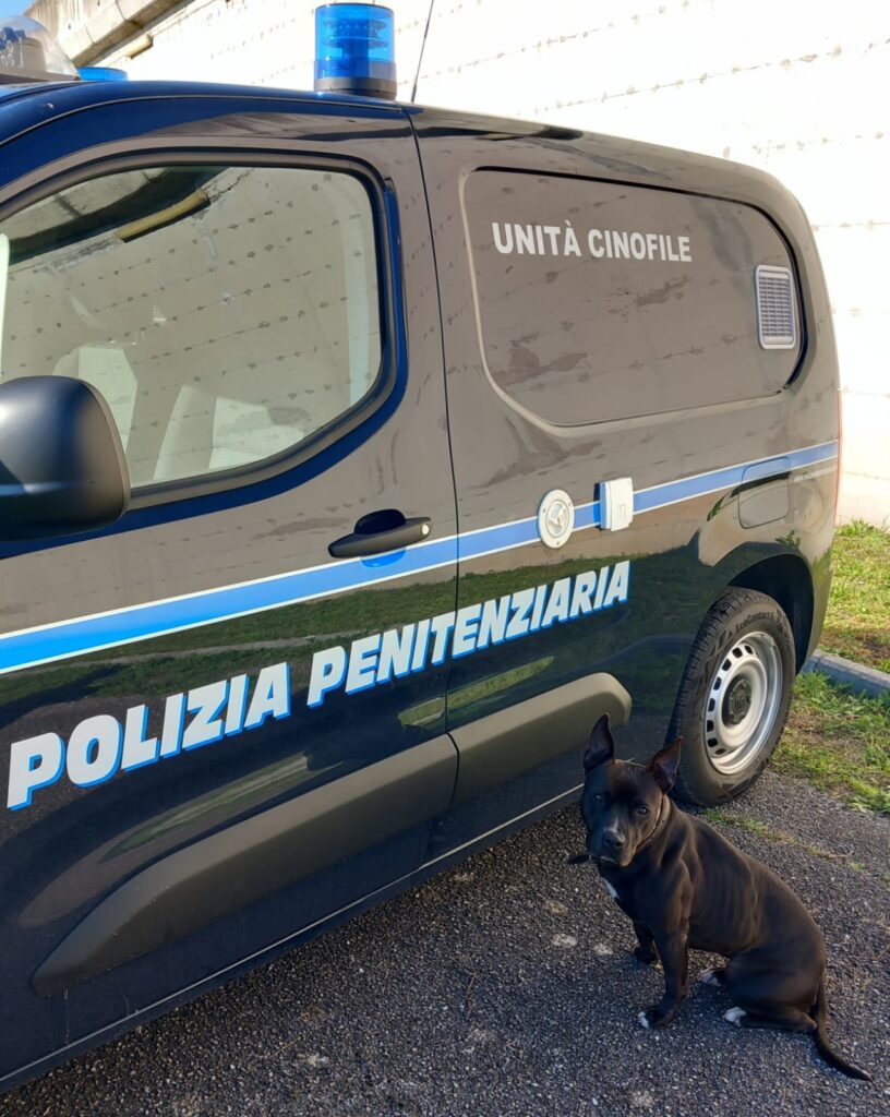 Scovato Un Nascondiglio Di Droga Dal Cane Antidroga Della Polizia Penitenziaria Del 